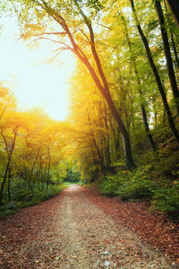 Road amidst trees in forest during autumn