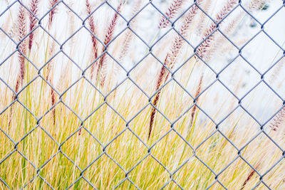 Detail shot of stalks against fence