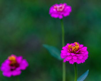 Close-up of pink flowering plant