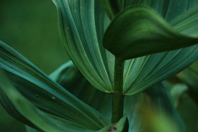 Close-up of plant