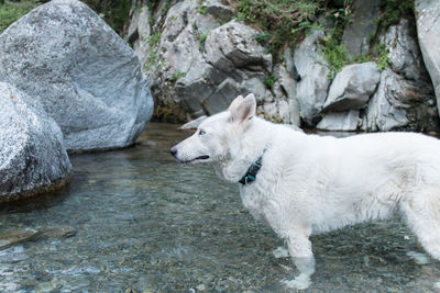 Dog standing on rock