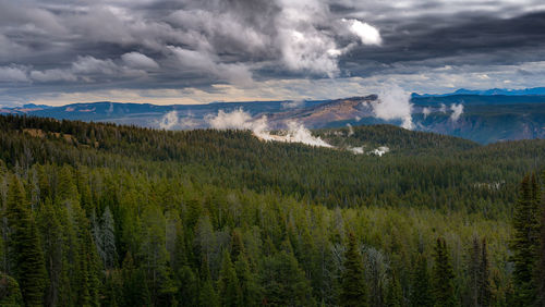 Scenic view of pine trees against sky