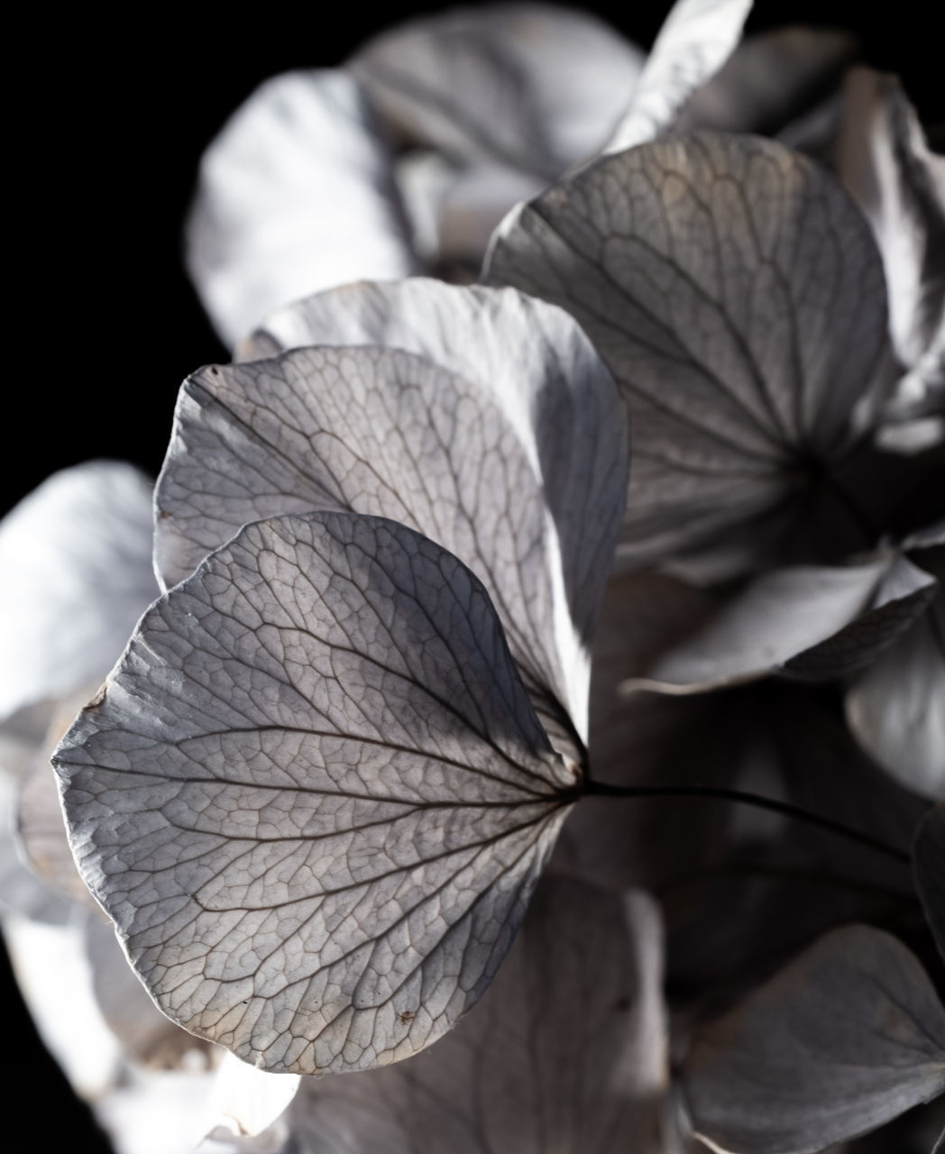 CLOSE-UP OF LEAF ON PLANT