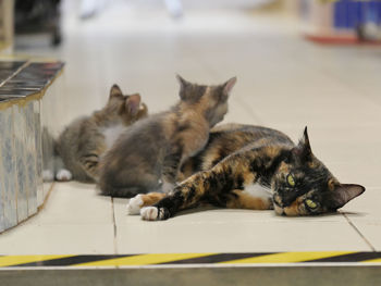 Cats resting