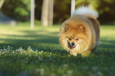 Portrait of dog running on field