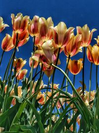 Low angle view of flowering plants against blue sky