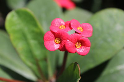 Close-up of pink flowering plant