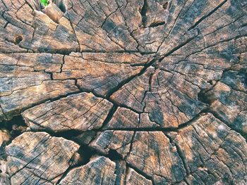 Full frame shot of tree stump