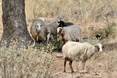 Sheep in a field