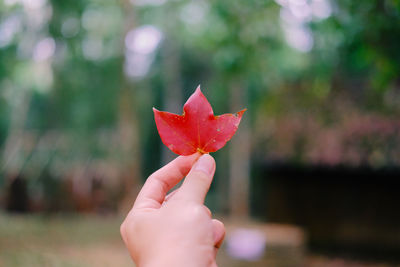 Close-up of hand holding maple leaf