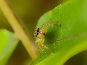 Close-up of spider on leaf