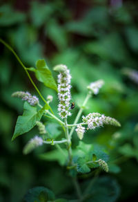 Close-up of purple flowering plant