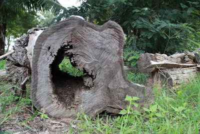 Tree stump on field in forest