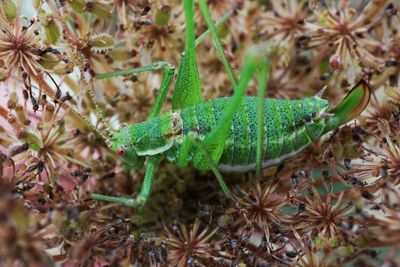 Close-up of insect on plant