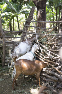 Deer in a forest