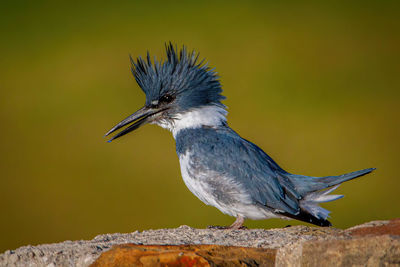 A belted kingfisher is perched on a stone wall overlooking a small pond, searching for food.