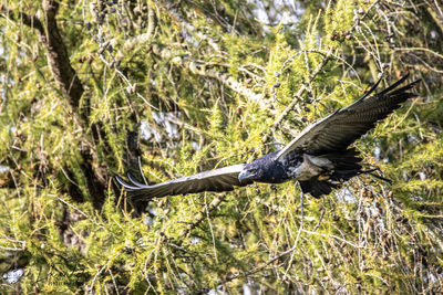 Bird flying in a forest