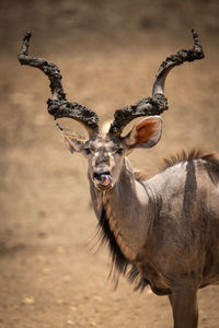 Close-up of male greater kudu licking lips