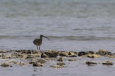 animal wildlife