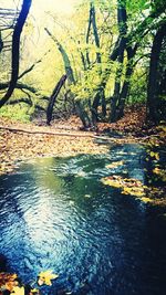 Scenic view of lake in forest