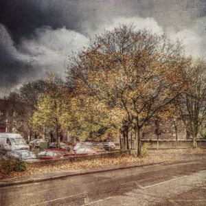 Road along trees