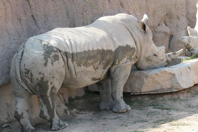 Side view of animal on rock at zoo