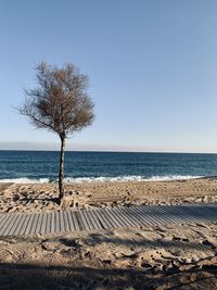 Tree by sea against clear sky