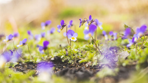 Close-up of purple crocus flowers