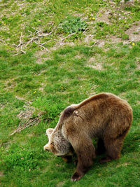 Brown bear, ursus arctos in rila mountain, bulgaria