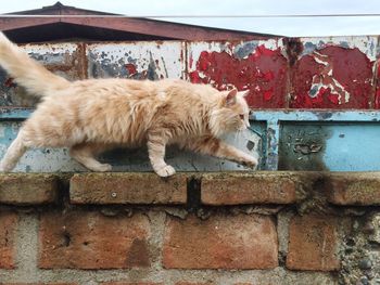 Side view of cat walking on brick wall by house