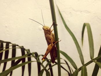 Close-up of insect