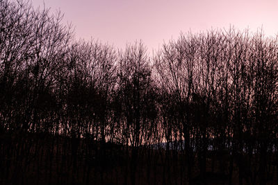 Silhouette trees in forest against sky during sunset