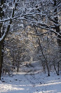 Bare trees on snow covered land