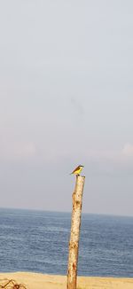 Bird perching on wooden post in sea against sky