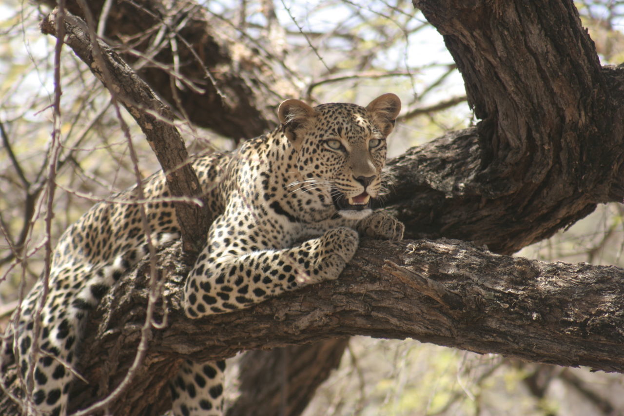 CLOSE-UP OF GIRAFFE TREE