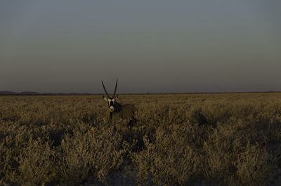 Portrait of gemsbok standing on field against sky
