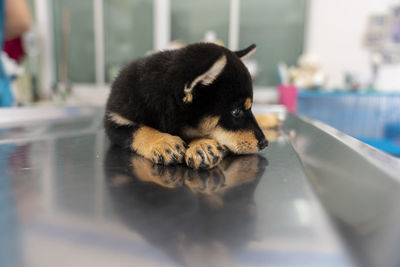 View of a dog sleeping on floor