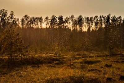 Scenic view of trees on field against sky