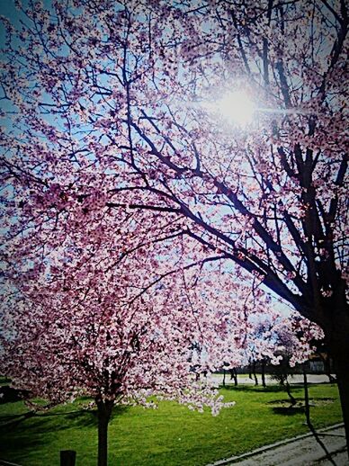 tree, flower, branch, growth, freshness, beauty in nature, blossom, cherry blossom, nature, cherry tree, park - man made space, fragility, pink color, springtime, sunlight, in bloom, grass, sky, spring, tranquility