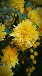 Close-up of yellow flowers blooming outdoors