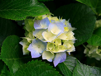 Close-up of purple flowering plant