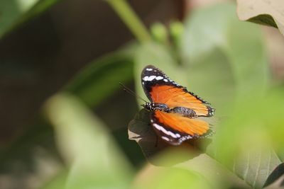 Butterfly on leaf