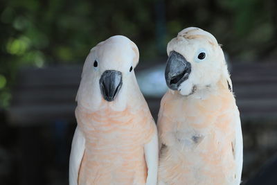 The white cockatoo or umbrella cackatoo