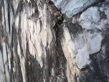 Full frame shot of tree trunk