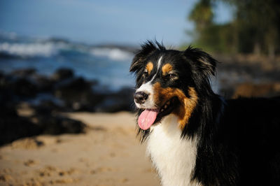 Close-up of dog on beach against sky