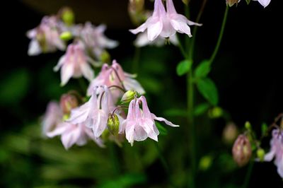 Close-up of pink flowers blooming outdoors