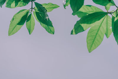 Close-up of leaves against white background