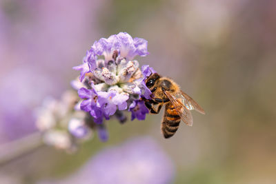Close-up of bee pollinating on flower