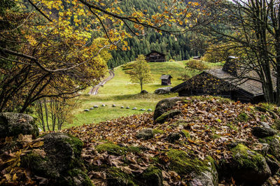 Trees in forest