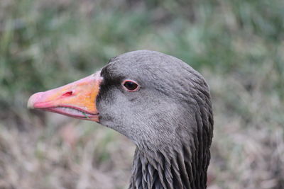 Close-up of goose